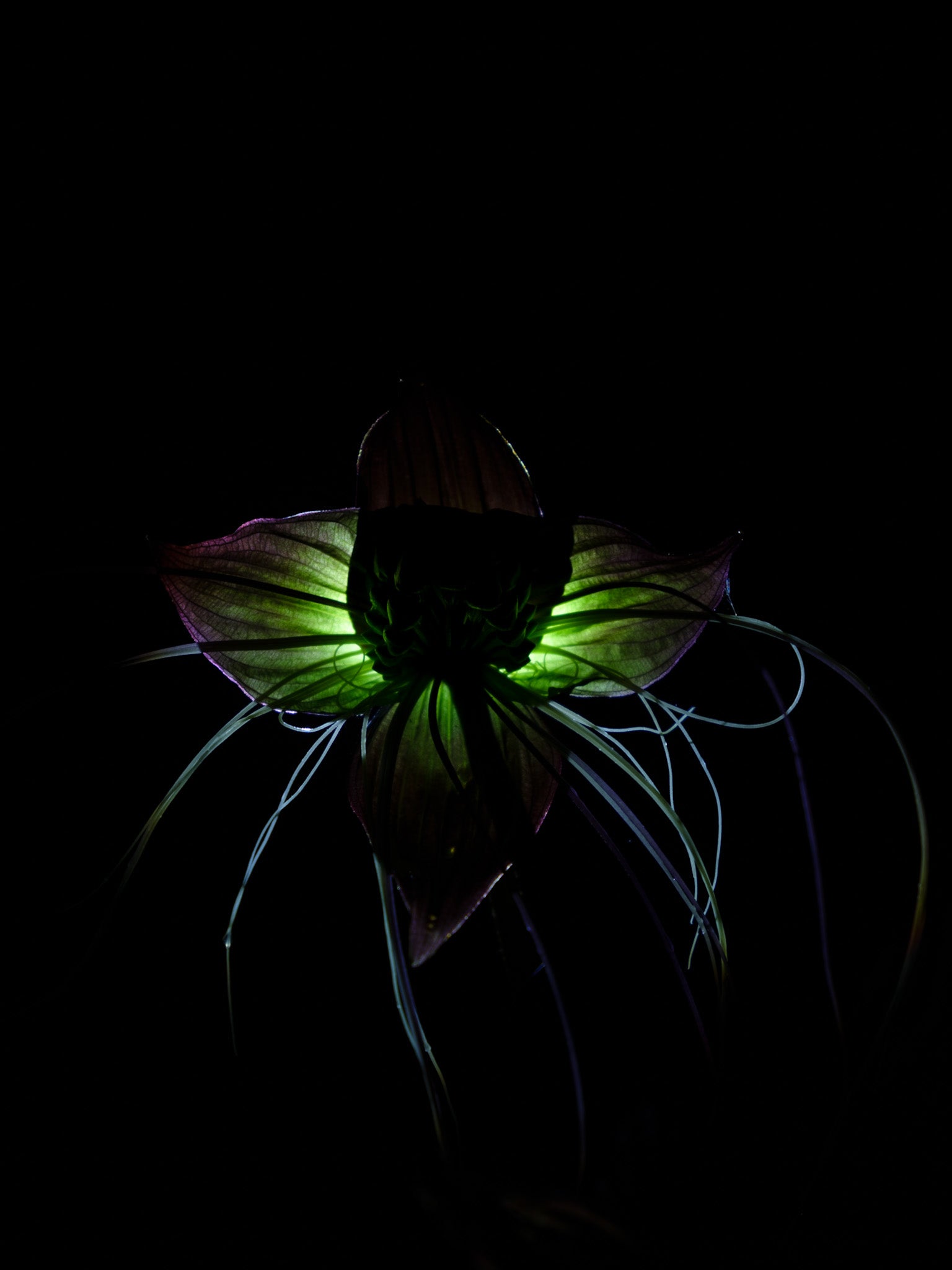 Devil Flower: Munira Mutaher