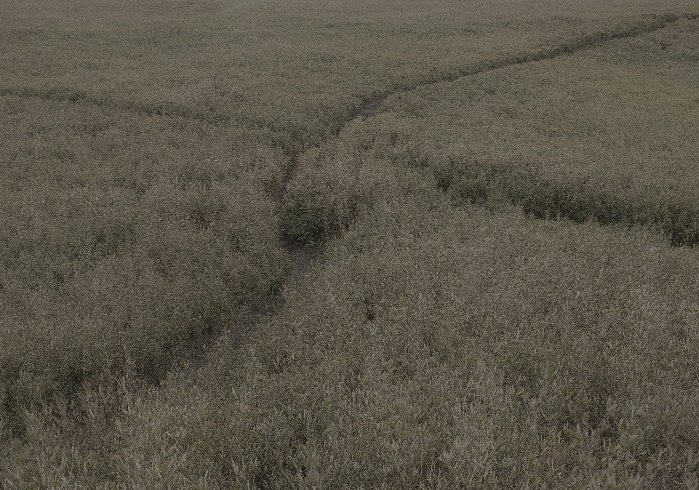 Crossroads: Kunga Tashi Lepcha