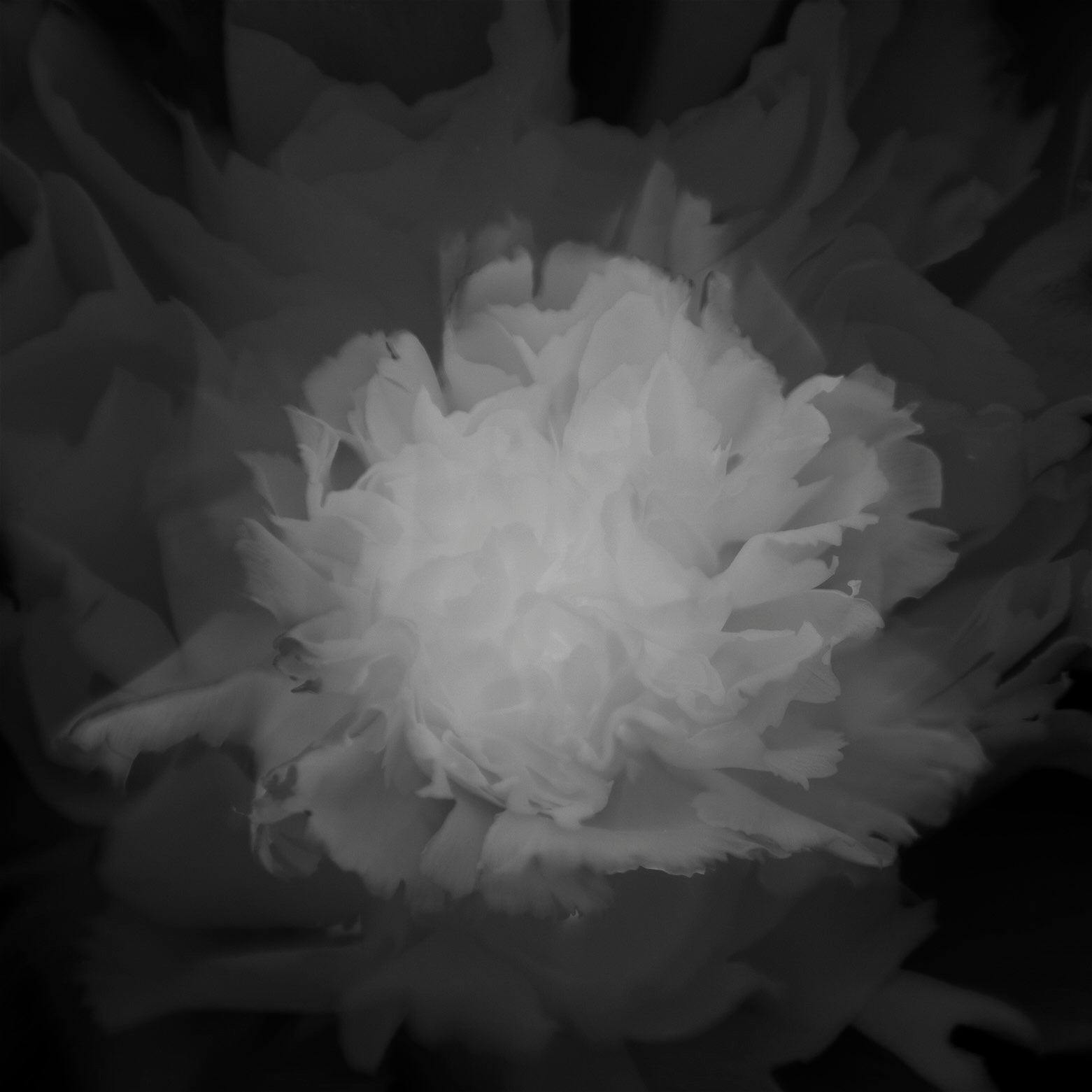 Carnation No 67: Raki Nikahetiya