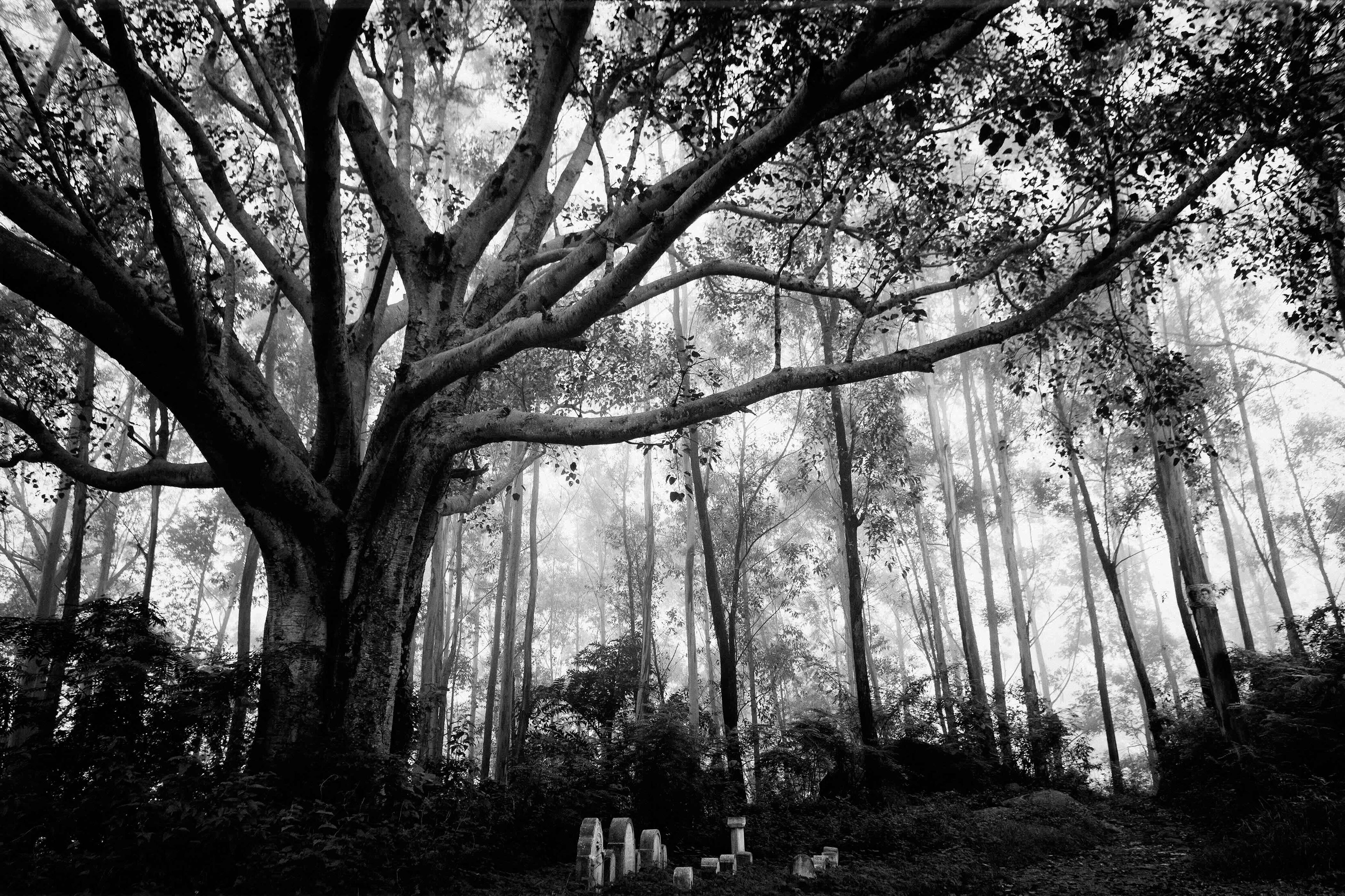 Tree beside Koslanda-Poonagala Road: Dominic Sansoni