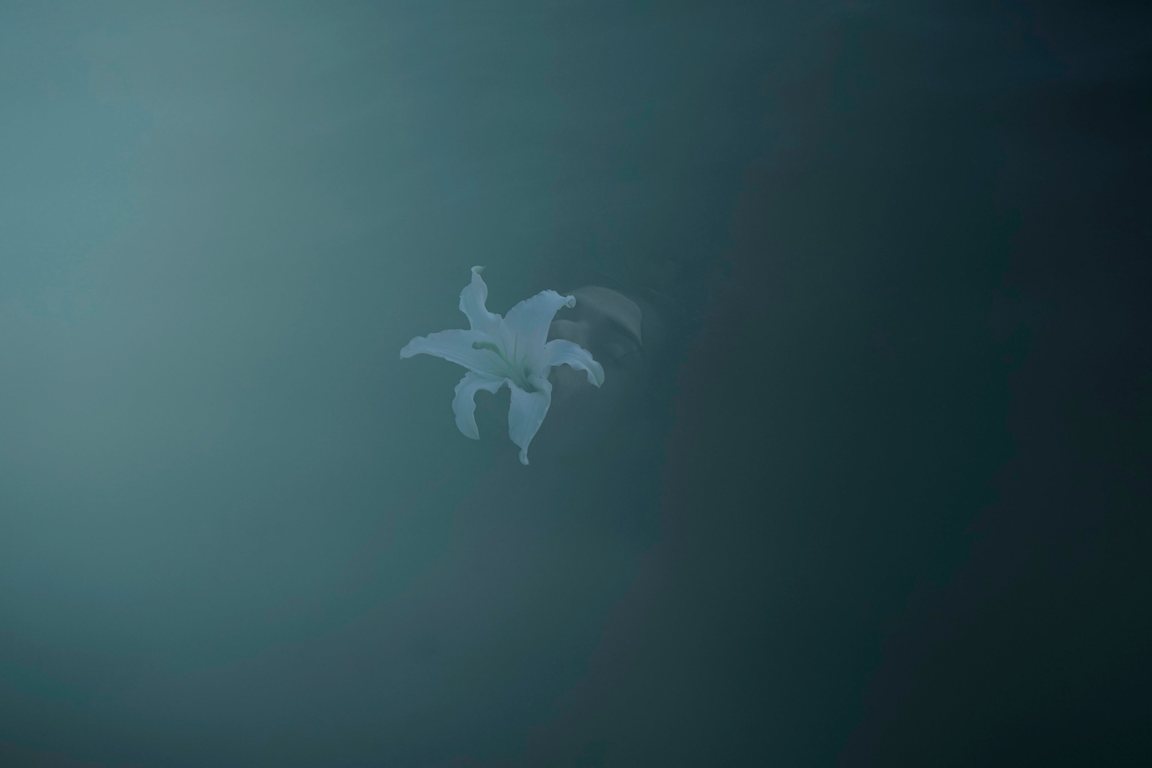 Here, floating and sinking: Sumi Anjuman