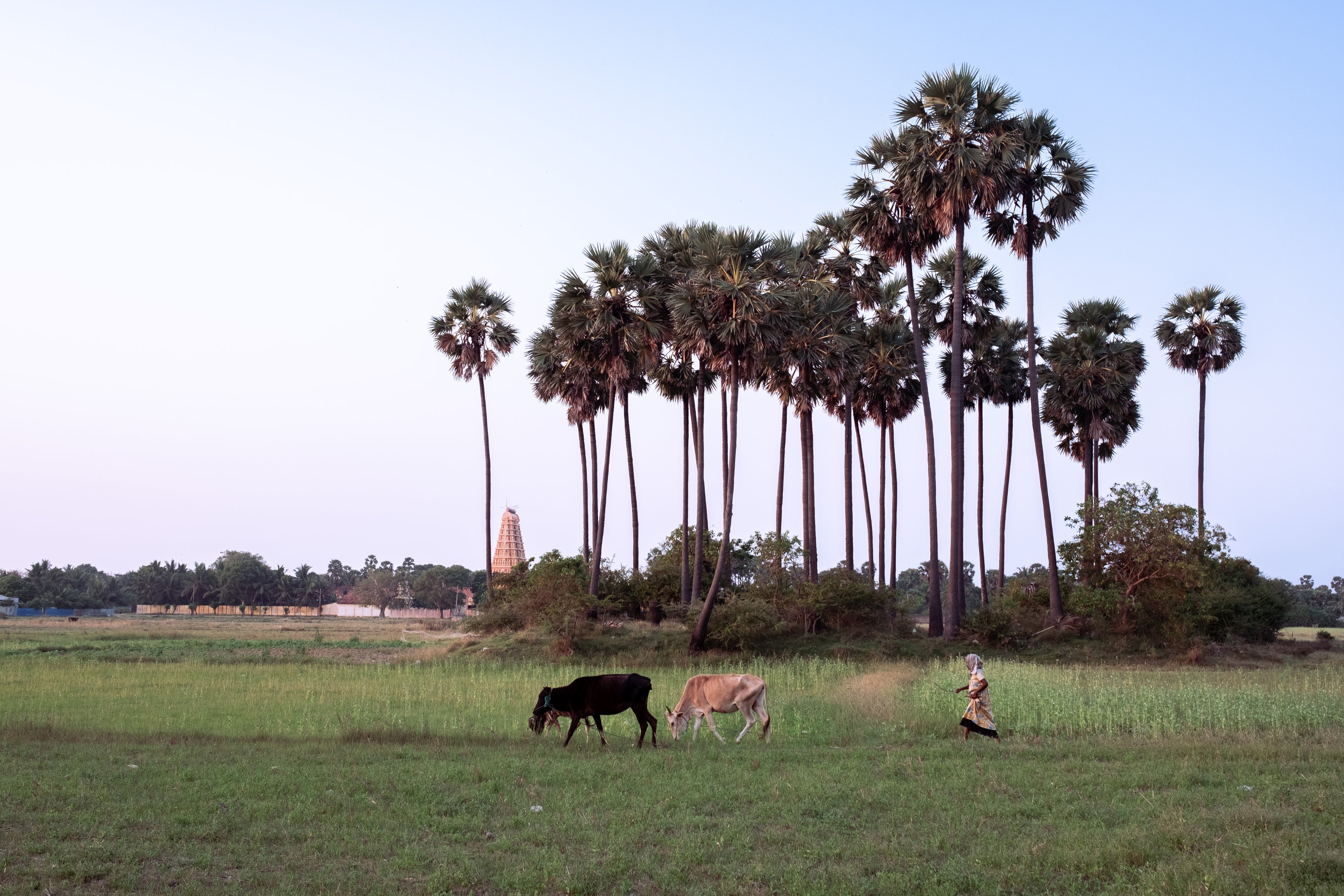 Dust of memory II: Puviraj Diluckshan