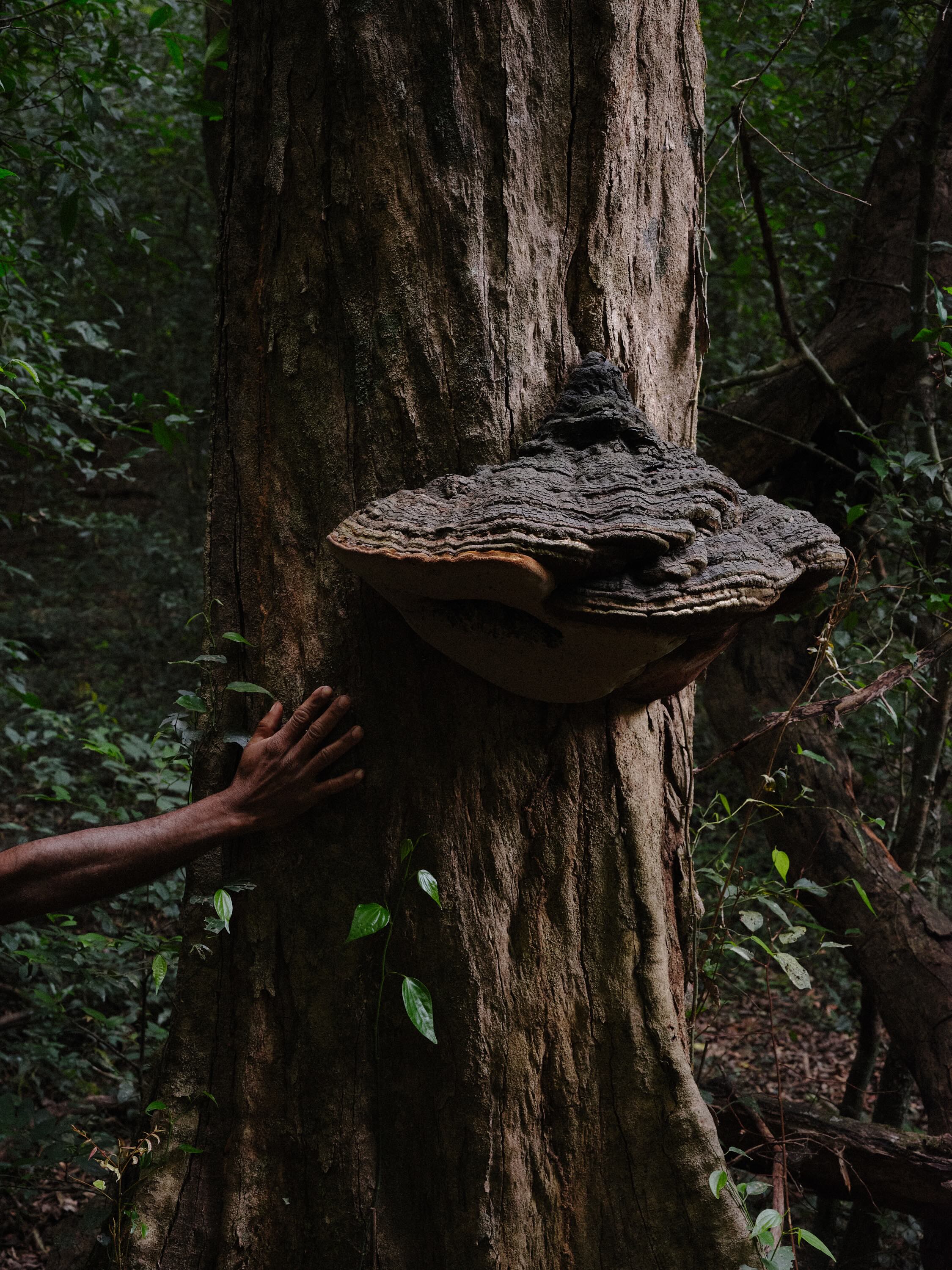 Kin: Shehan Obeysekara