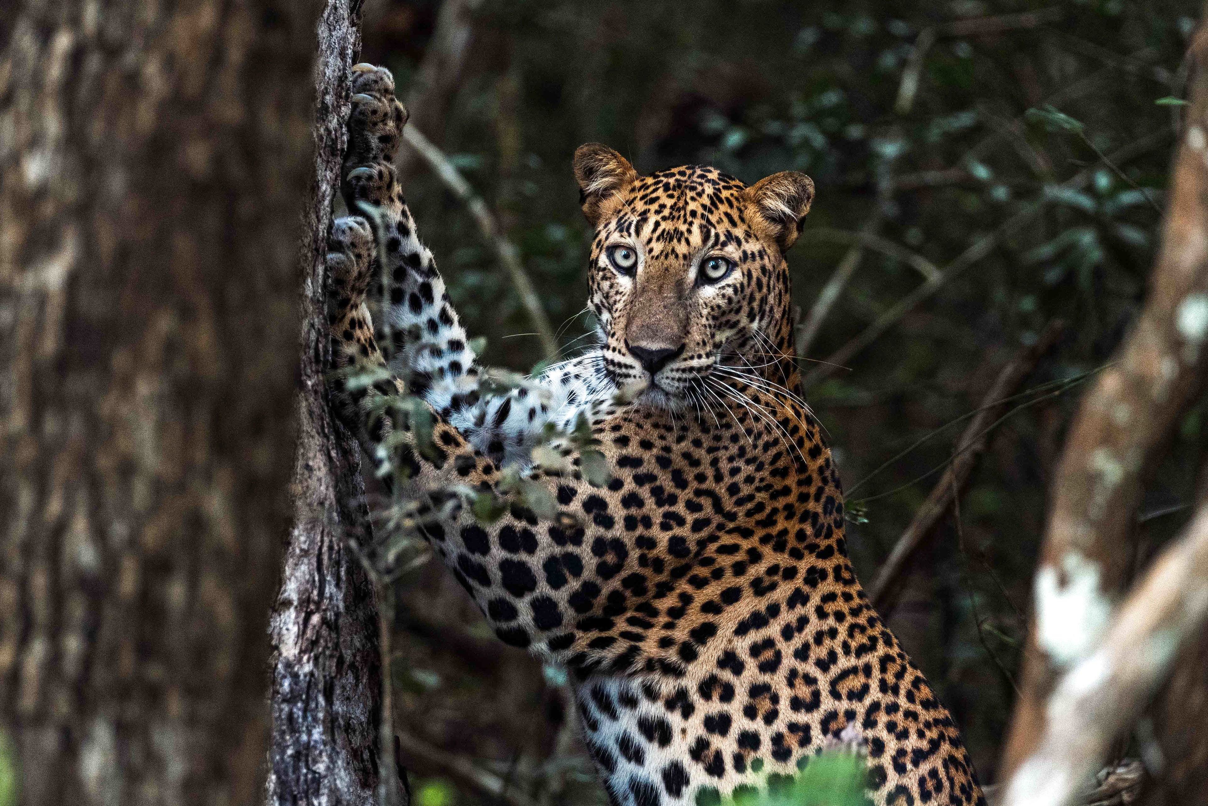 Sri Lankan Leopard: Tharmapalan Tilaxan