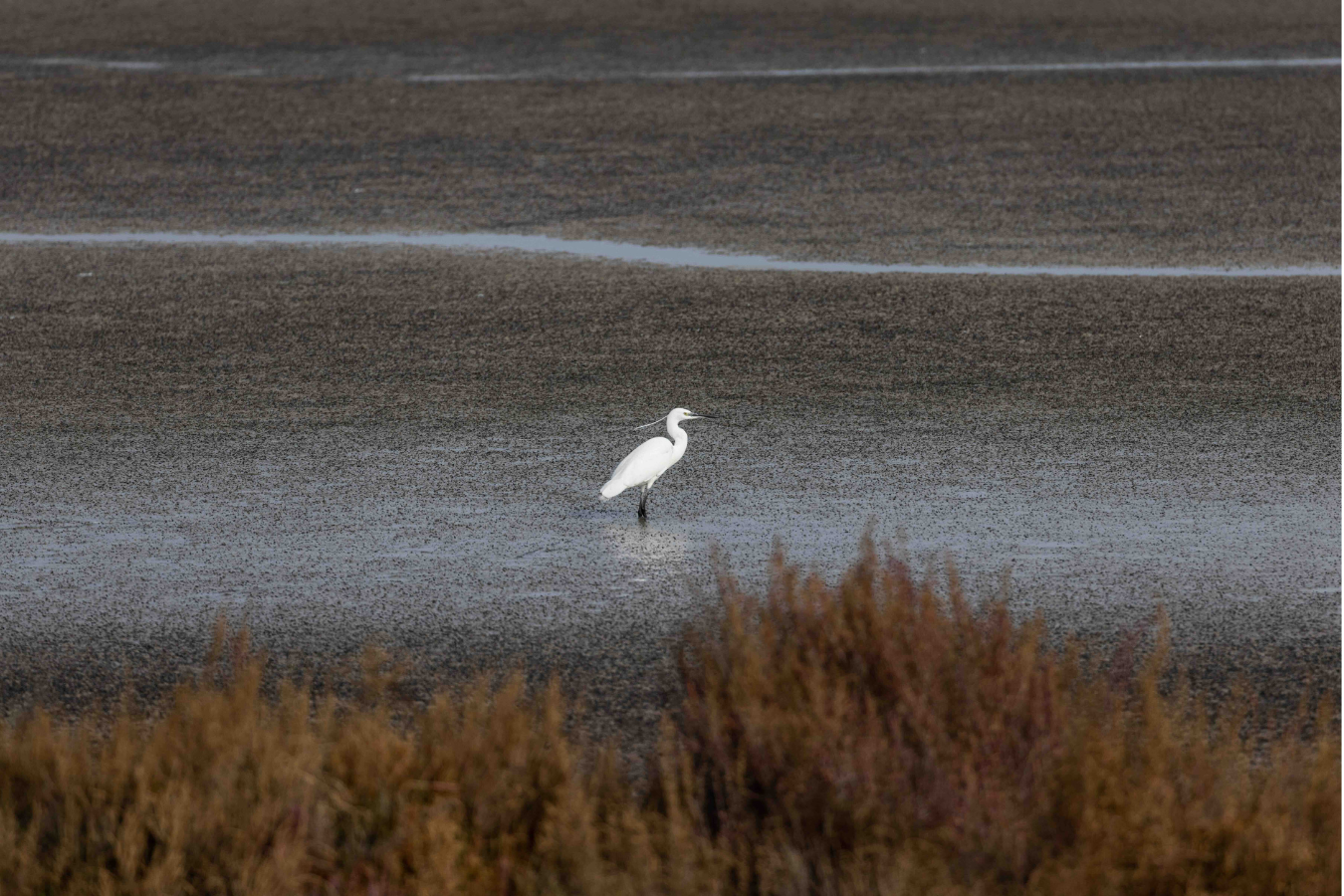 The Season of Migration to the South: Roger Anis