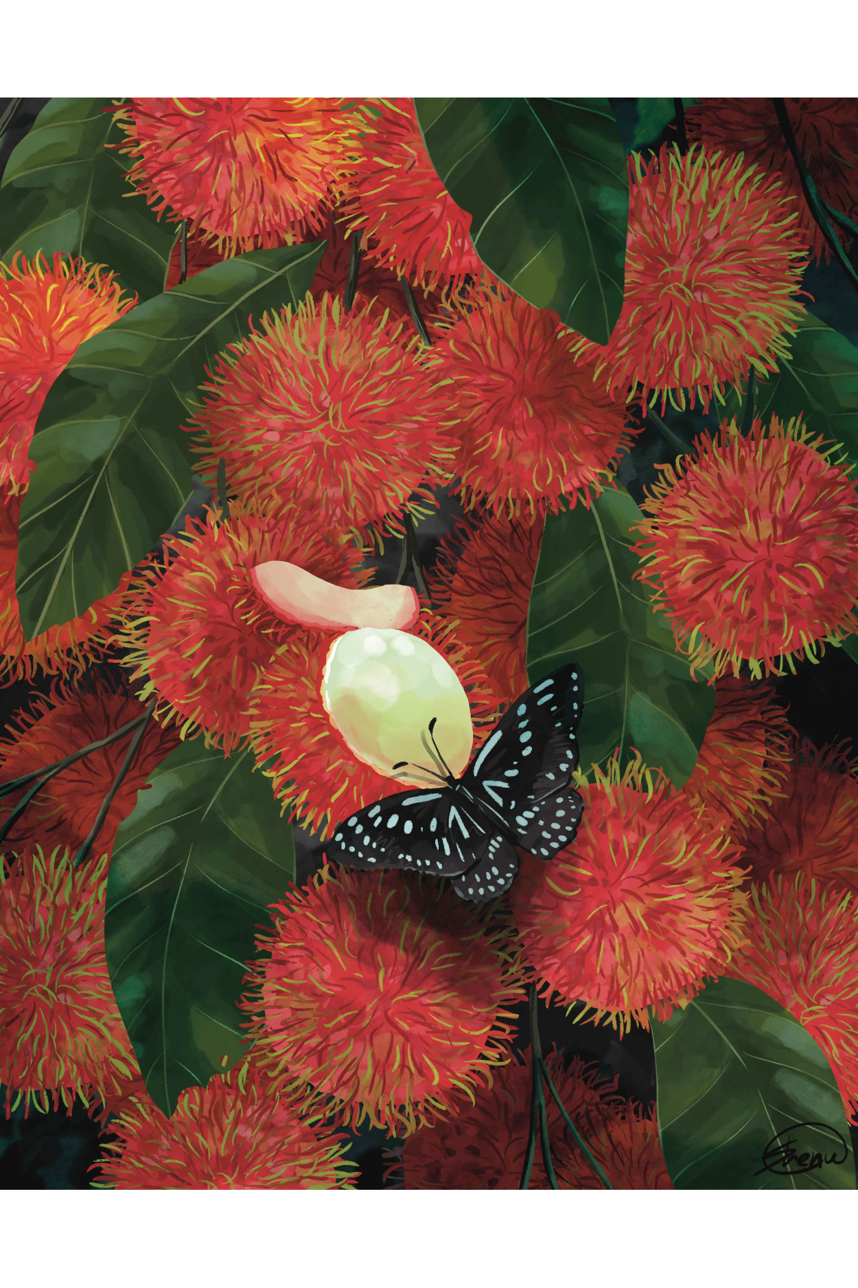 Rambutan: Shenuka Corea