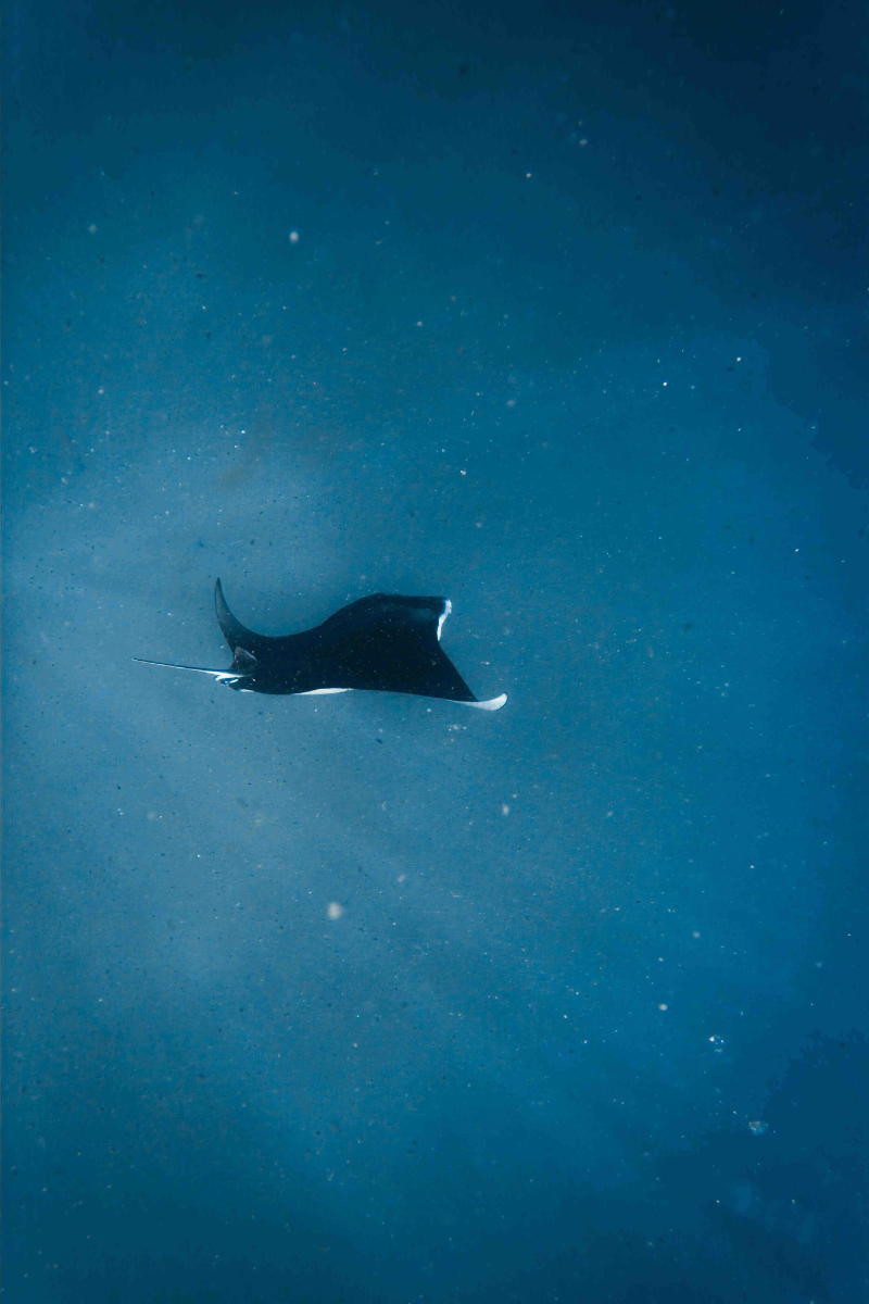 Mantamagic: Ruvin de Silva