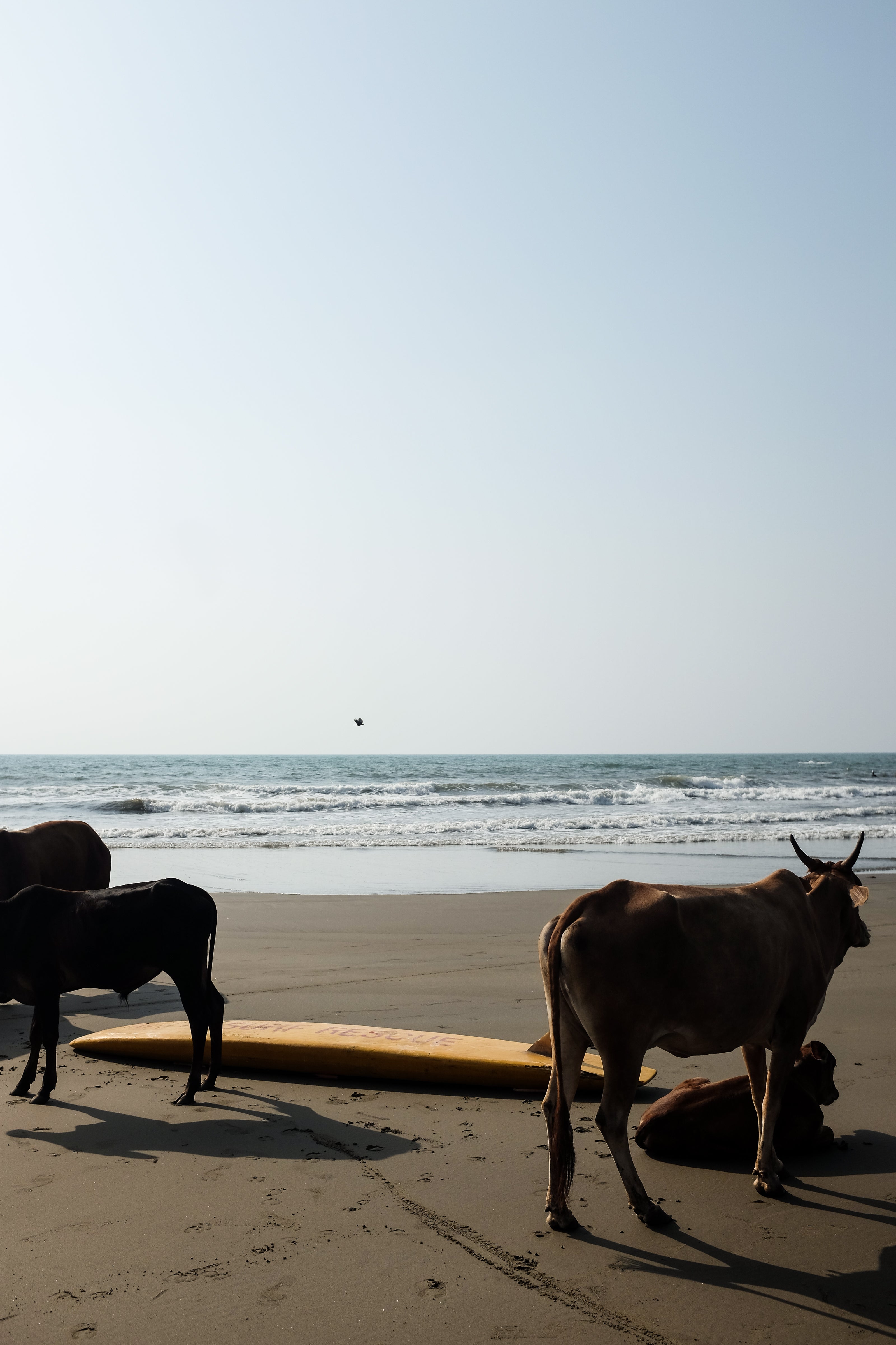 Surf Rescue: Jonathan Lim