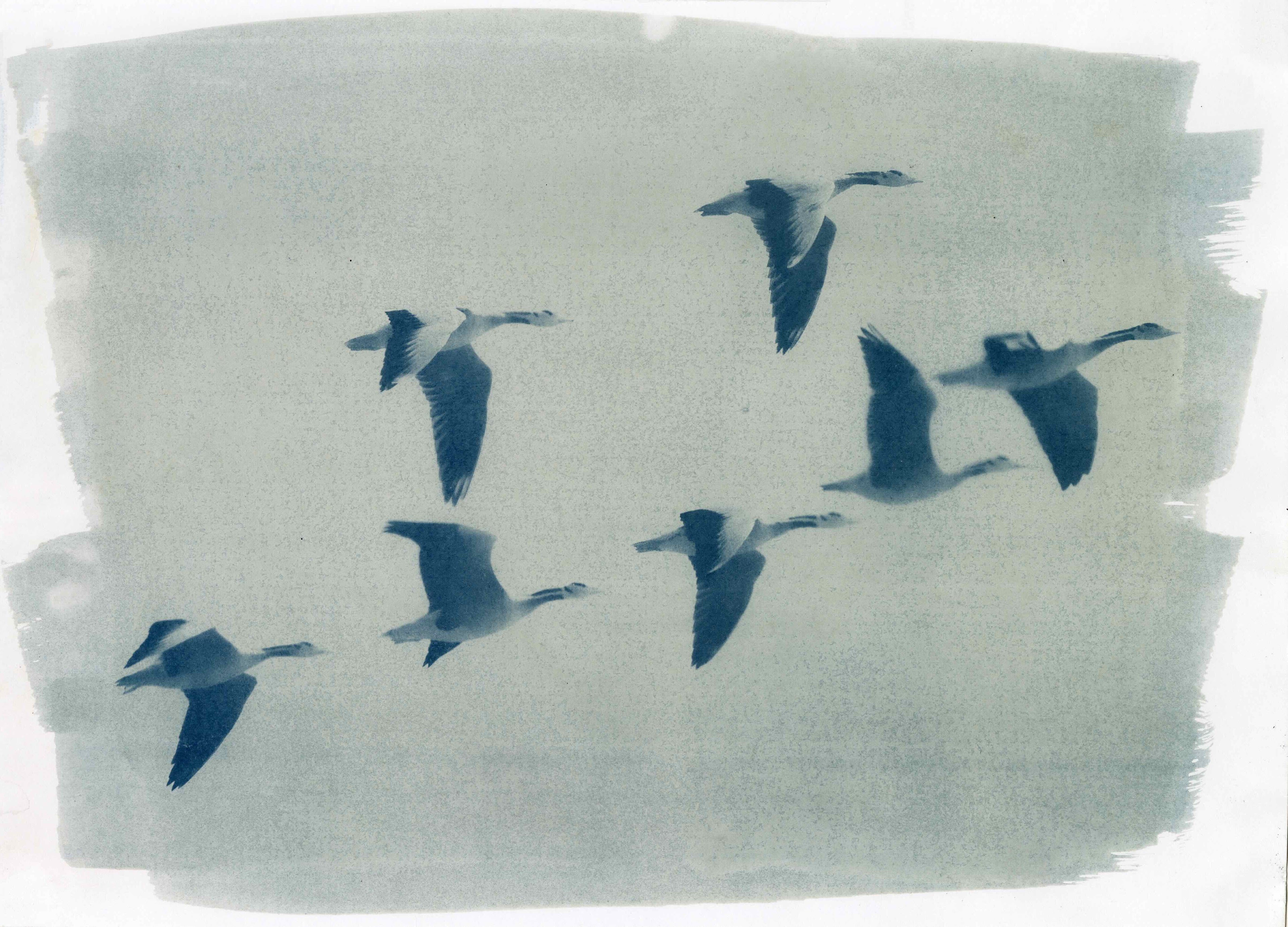 Bar-headed Goose: Prasiit Sthapit